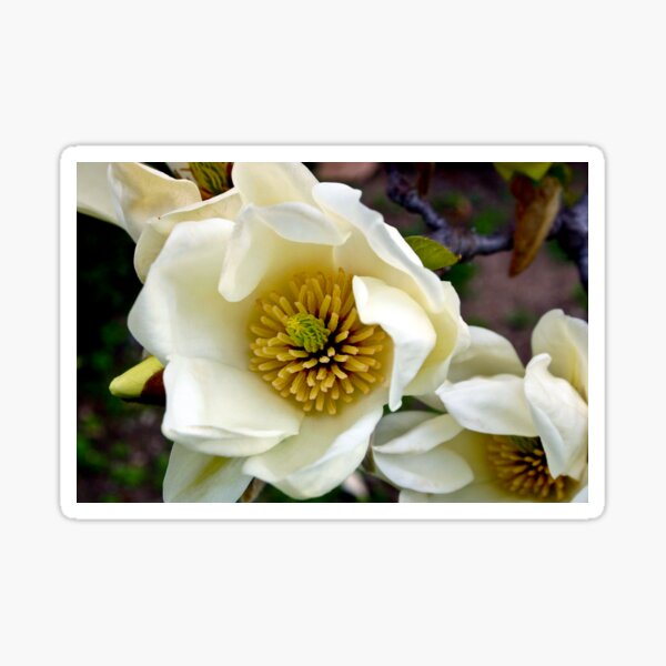 Magnolia Sticker