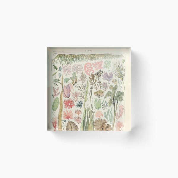 Item preview, Adolphe Millot algues designed and sold by wetdryvac.