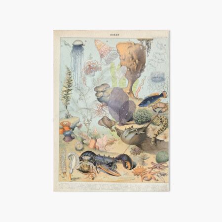 Item preview, Adolphe Millot ocean B designed and sold by wetdryvac.