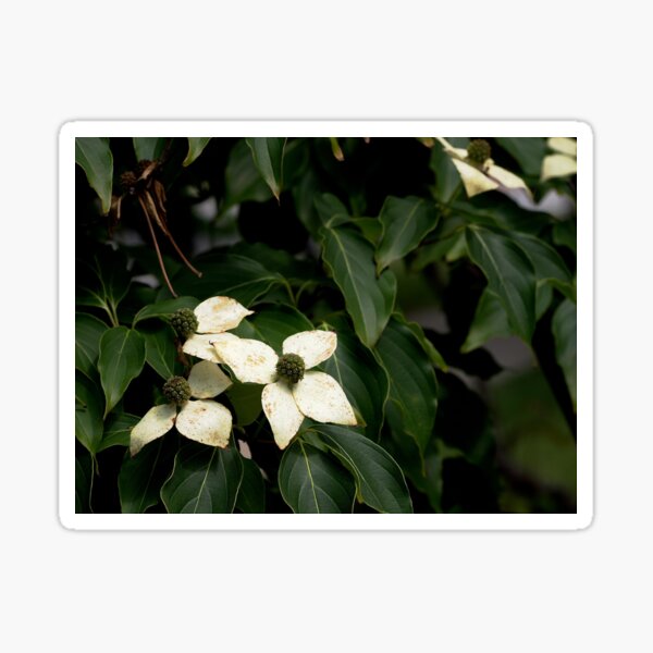 Kousa Dogwood Flowers Sticker
