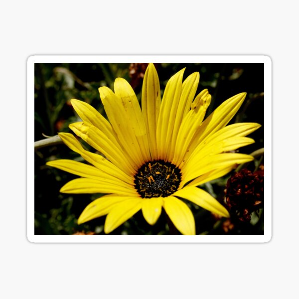 Yellow Gazania Flower from A Gardener's Notebook Sticker