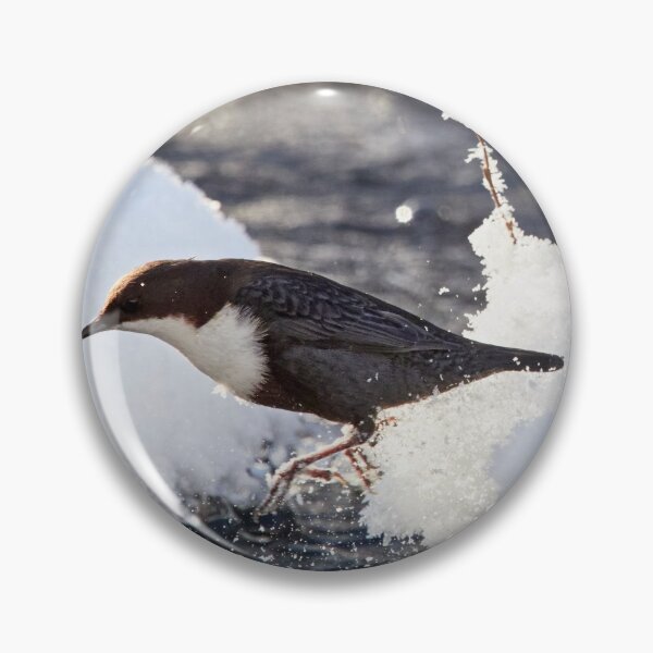 Item preview, Jump. White-throated dipper designed and sold by Jouko Lehto Photography.