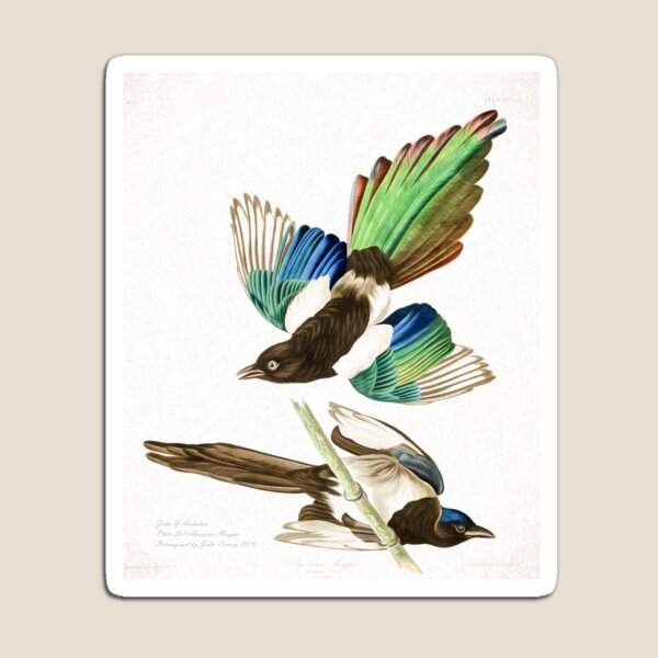 John Audubon Reimagined - American Magpie Magnet