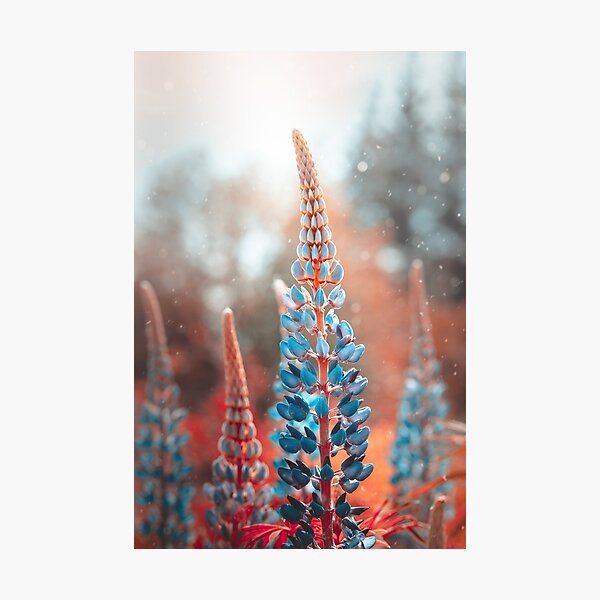 Blue lupines in magical tones. Red background with particles floating in the air Photographic Print