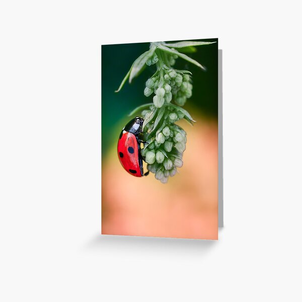Ladybug hanging on a green flower branch. Photographed from side Greeting Card