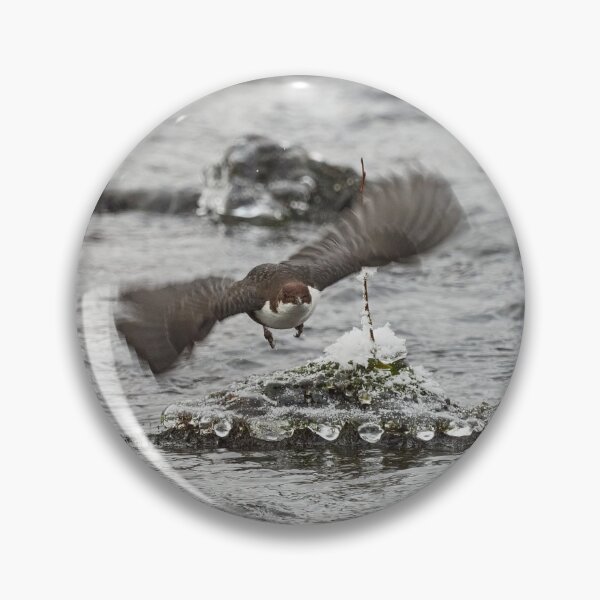 Item preview, On the fly and leaving the pearls. White-throated dipper designed and sold by Jouko Lehto Photography.