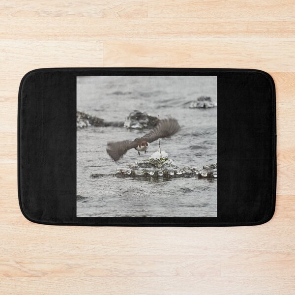 Item preview, On the fly and leaving the pearls. White-throated dipper designed and sold by Jouko Lehto Photography.