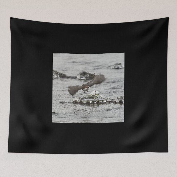 Item preview, On the fly and leaving the pearls. White-throated dipper designed and sold by Jouko Lehto Photography.