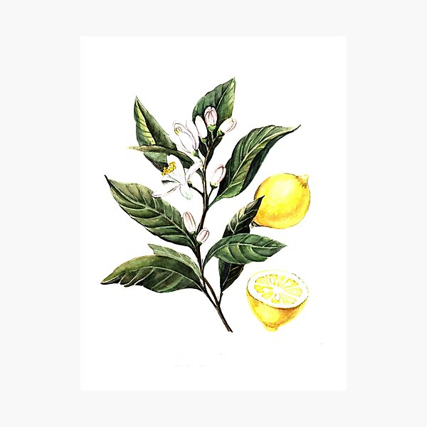 Lemon Photographic Print