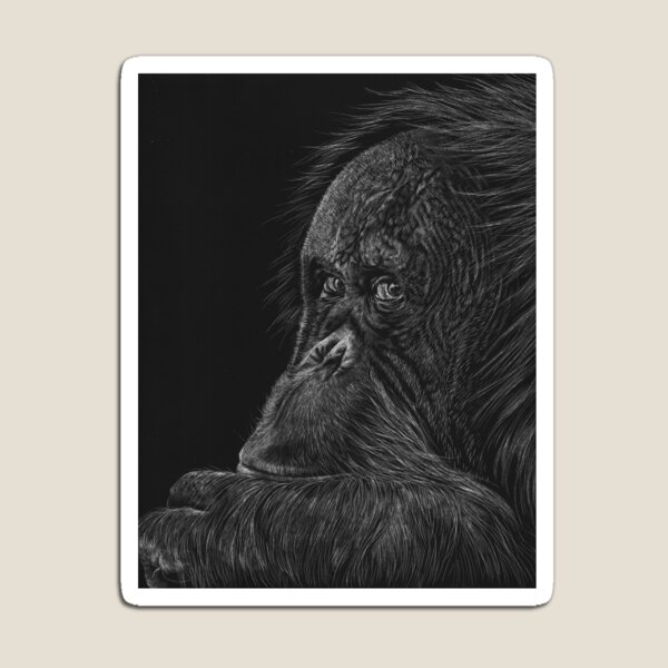 Melati the Orangutan Magnet