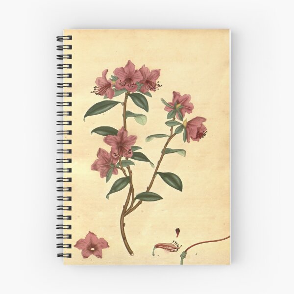 Item preview, Vintage Rhododendron dauricum Botanical Print designed and sold by Douglas E. Welch Design and Photography.