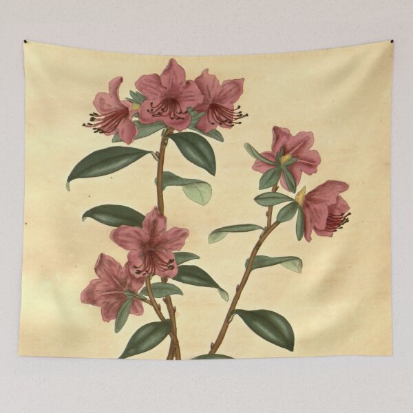 Item preview, Vintage Rhododendron dauricum Botanical Print designed and sold by Douglas E. Welch Design and Photography.