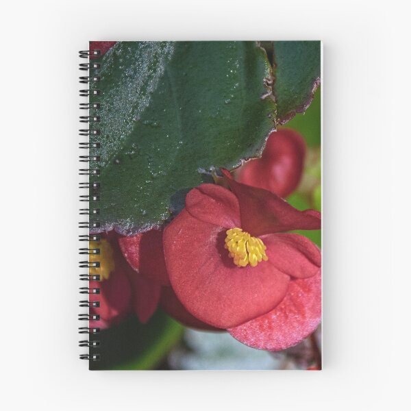 Item preview, Small red flower Leith Park Victoria 20151229 6527   designed and sold by Fred Mitchell.