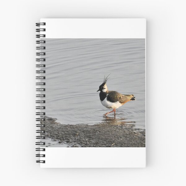 Item preview, Lapwing (Vanellus vanellus) - Woolston Eyes designed and sold by Chris Monks.