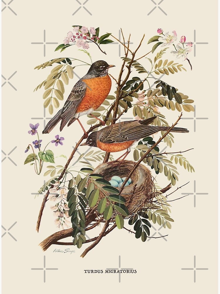 American Robin Antique Naturalist Illustration Photographic Print for Sale  by backtoblackttt
