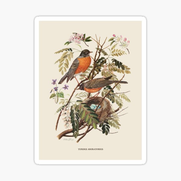 Item preview, American Robin Antique Naturalist Illustration designed and sold by Antiquated Art.