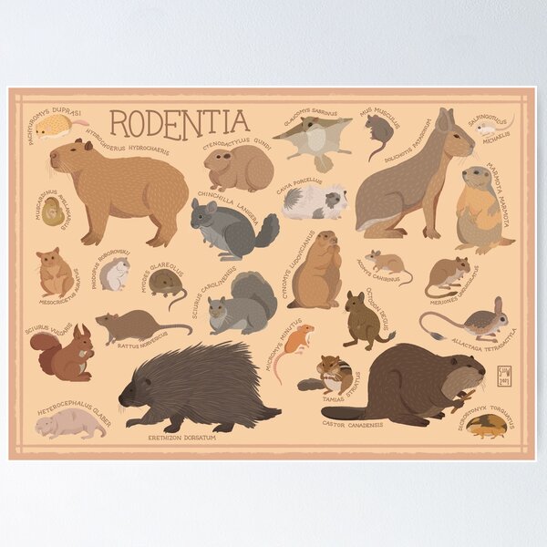 Item preview, Rodents Illustration designed and sold by sisnotanartist.