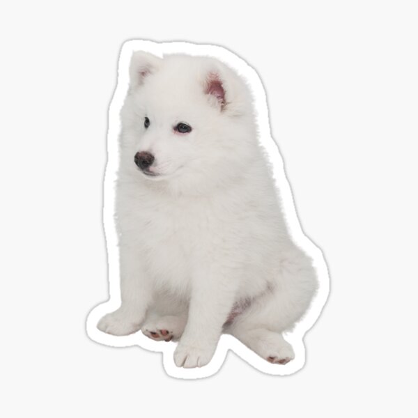 American Eskimo Dog picture Sticker