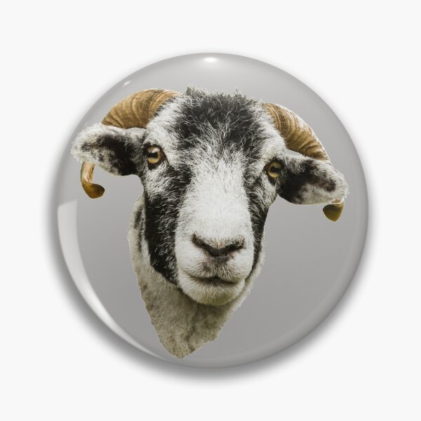 Item preview, Swaledale Sheep designed and sold by Jane Stanley Photography.