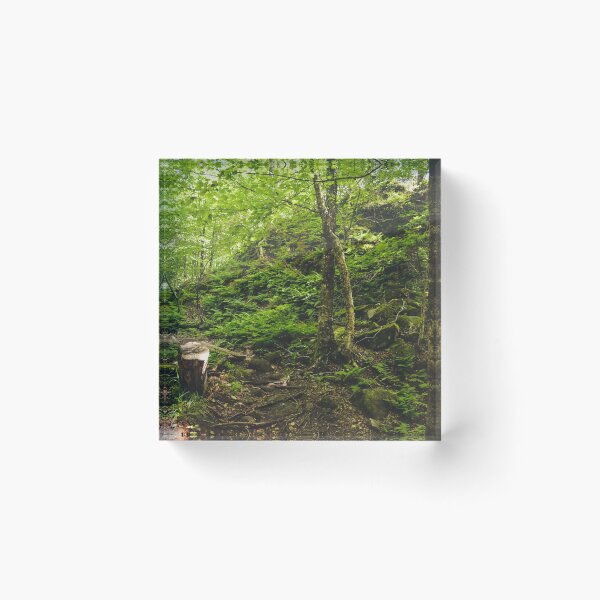 Item preview, Green trees in the forest designed and sold by emmarsheehan.