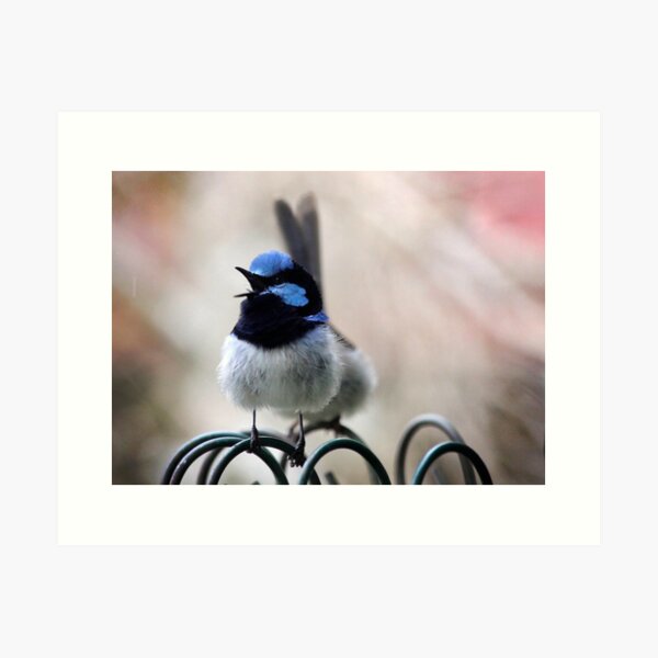 Item preview, Superb Fairy Wren designed and sold by Keren Smithies.