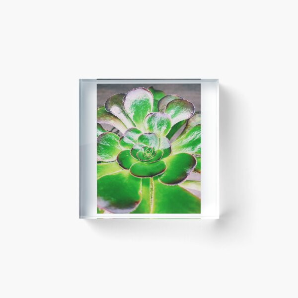 Item preview, Aeonium Black Rose designed and sold by grdnstplantmom.