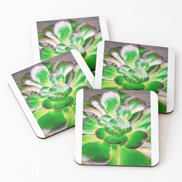Item preview, Aeonium Black Rose designed and sold by grdnstplantmom.