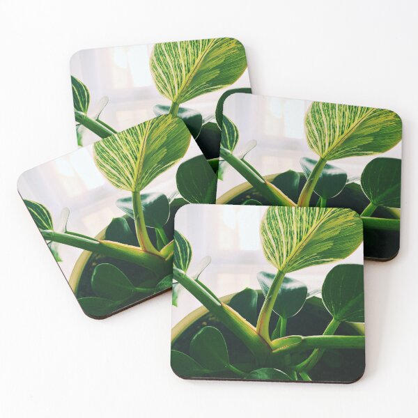 Item preview, Philodendron Birkin 3 designed and sold by grdnstplantmom.