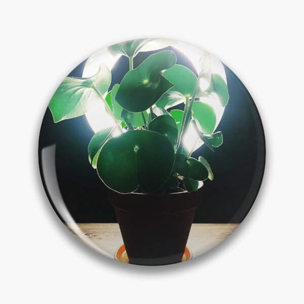 Item preview, Peperomia Raindrop 3 designed and sold by grdnstplantmom.