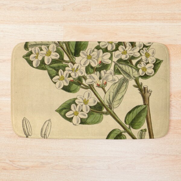 Item preview, Lonicera tatarica 142 8677 designed and sold by EsotericBotanic.