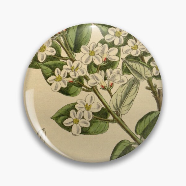 Item preview, Lonicera tatarica 142 8677 designed and sold by EsotericBotanic.