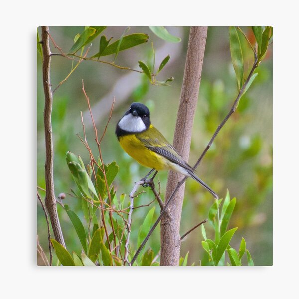 WHISTLER ~ Golden Whistler 4T6JK5AW by David Irwin Canvas Print