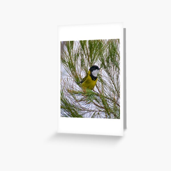 WHISTLER ~ Golden Whistler LPSBFXRC by David Irwin Greeting Card
