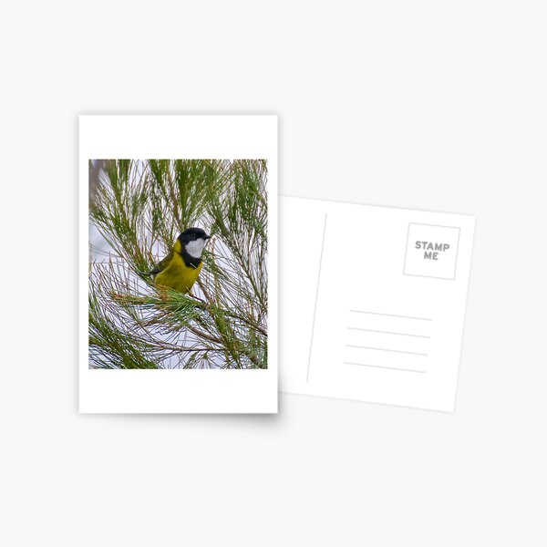 WHISTLER ~ Golden Whistler LPSBFXRC by David Irwin Postcard