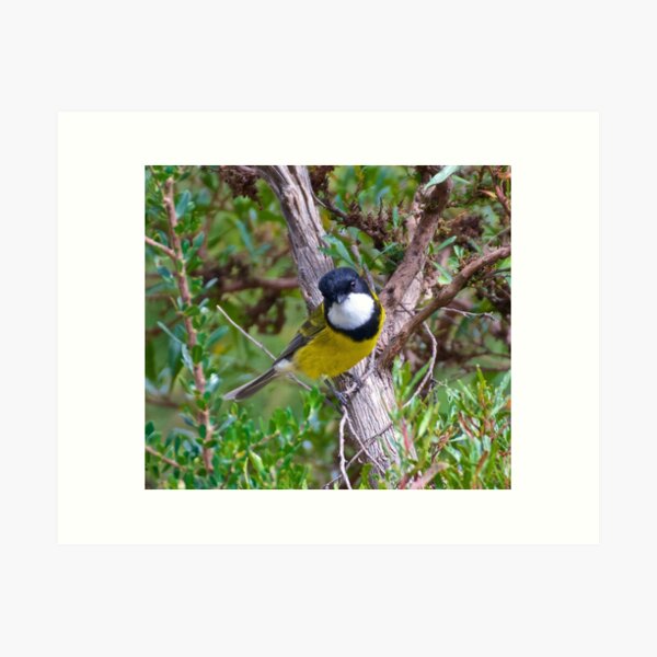 WHISTLER ~ Golden Whistler ZXNAYWWF by David Irwin Art Print