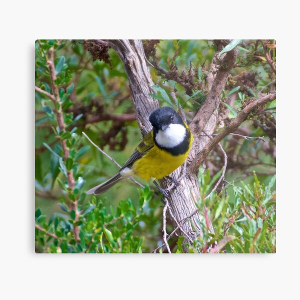 Golden Whistler by David Irwin Metal Print