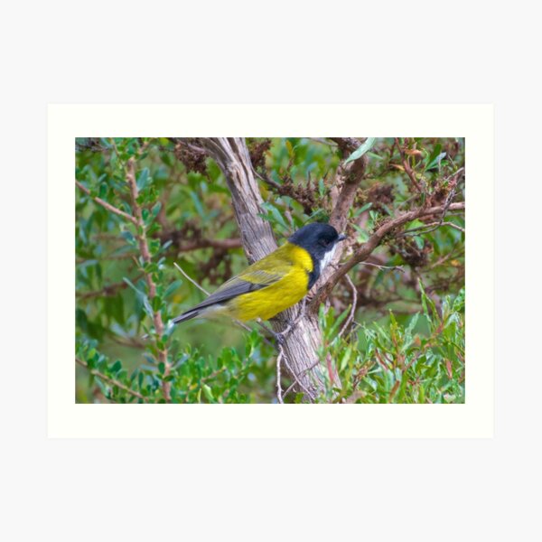 Golden Whistler by David Irwin Art Print