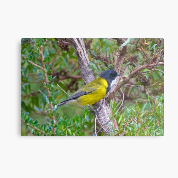 WHISTLER ~ Golden Whistler J8M6TU22 by David Irwin Metal Print