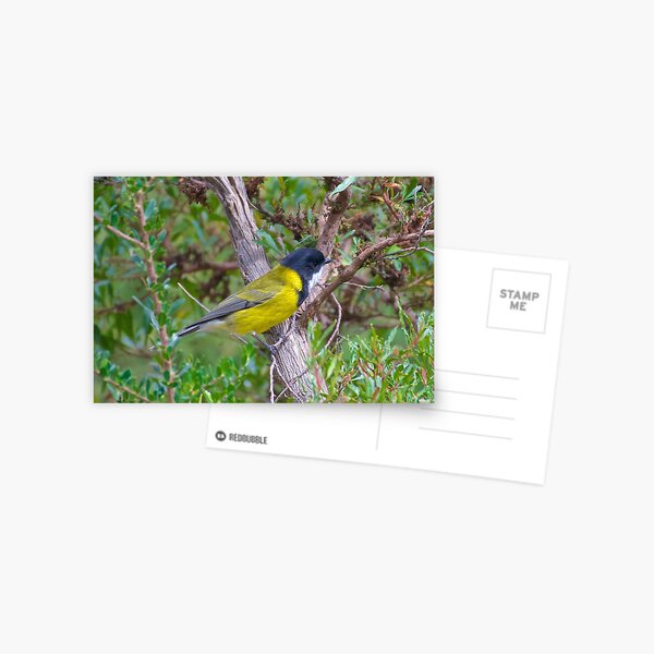 WHISTLER ~ Golden Whistler J8M6TU22 by David Irwin Postcard
