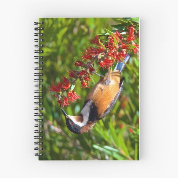 Item preview, HONEYEATER ~ Eastern Spinebill AB2yK3Vc by David Irwin designed and sold by tasmanianartist.