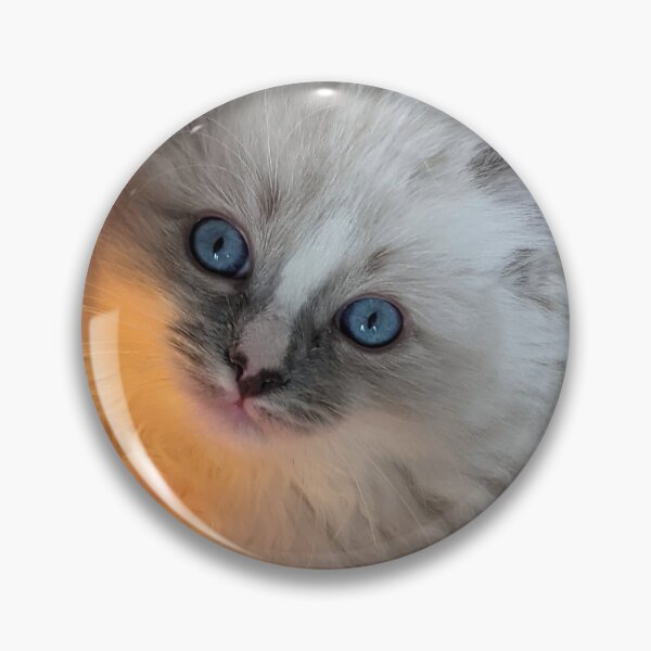 Item preview, Ragdoll kitten designed and sold by Fluffycat2020.