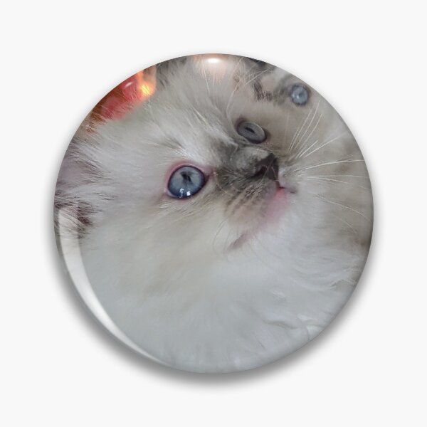 Item preview, Ragdoll kitten designed and sold by Fluffycat2020.