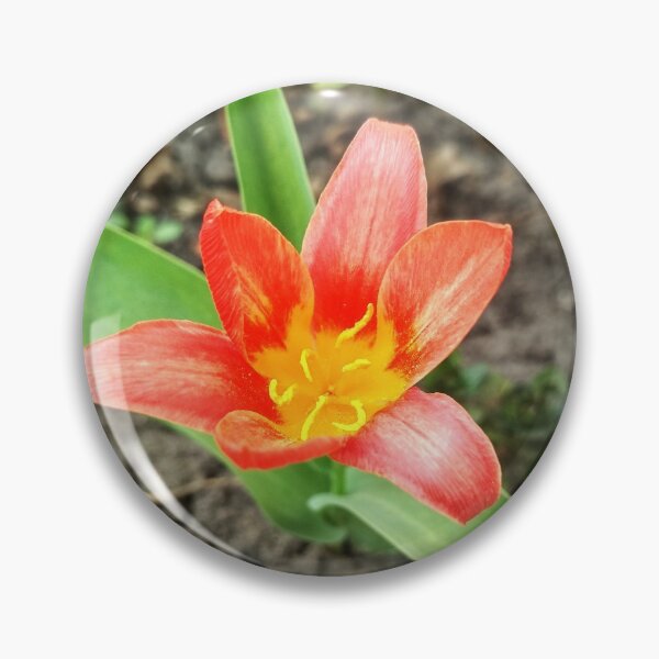 Item preview, Red beautiful tiger lily in full blossom, natural background  designed and sold by helenkaiy.