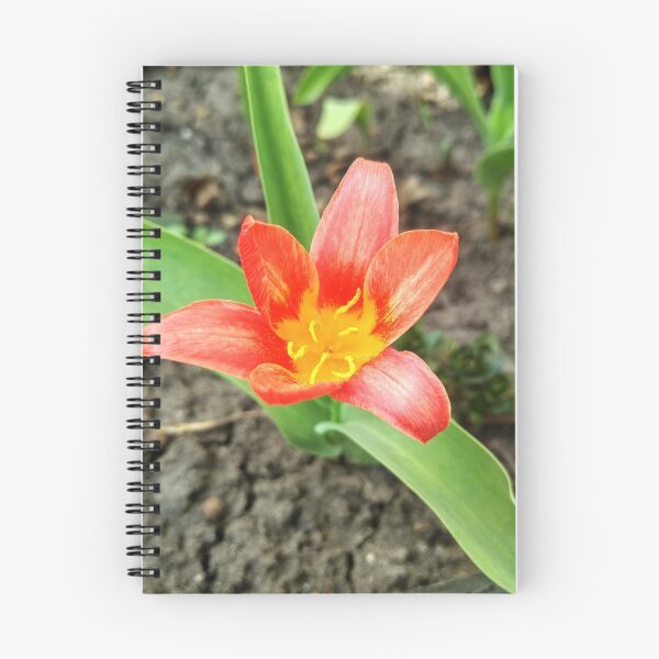 Item preview, Red beautiful tiger lily in full blossom, natural background  designed and sold by helenkaiy.