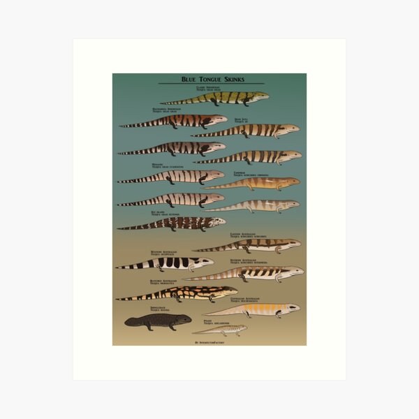 Item preview, Blue tongue skink species natural history designed and sold by InterfectorFactory.