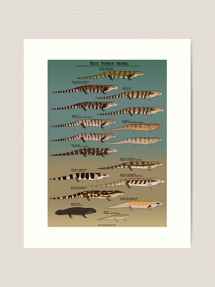 Thumbnail 2 of 3, Art Print, Blue tongue skink species natural history designed and sold by Interfector.