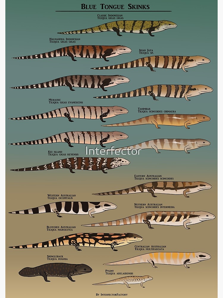 Thumbnail 3 of 3, Art Print, Blue tongue skink species natural history designed and sold by Interfector.