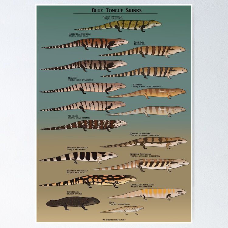 Blue tongue skink species natural history Sticker