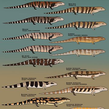 Artwork thumbnail, Blue tongue skink species natural history by InterfectorFactory