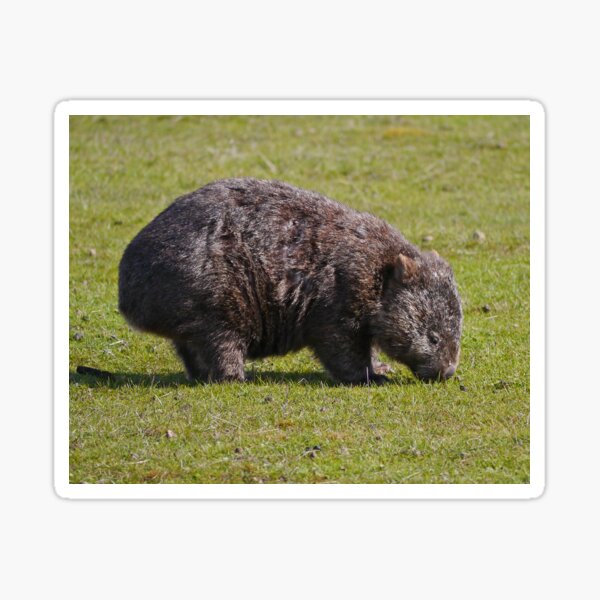 Item preview, Wombat,  Mt William N.P., Tasmania designed and sold by Margaret  Hyde.